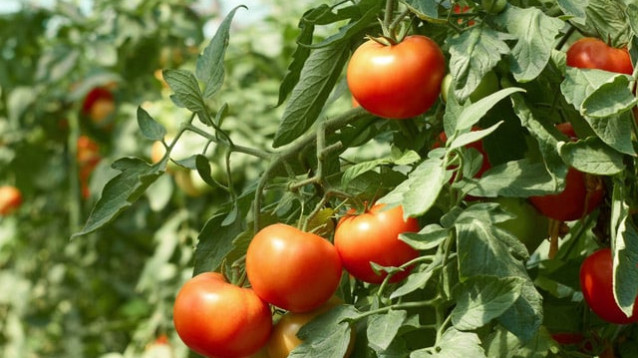 Tomato - Applied Bio-nomics