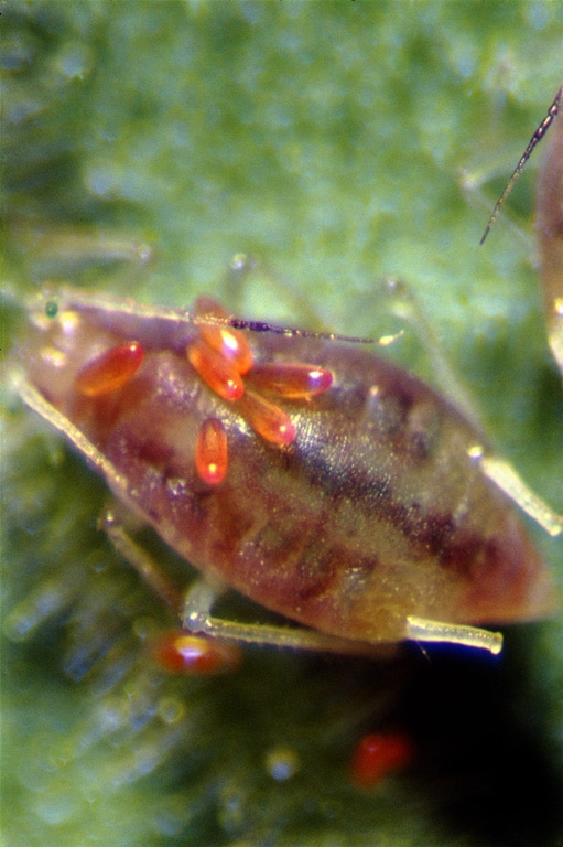 Aphid covered with Aphidoletes eggs